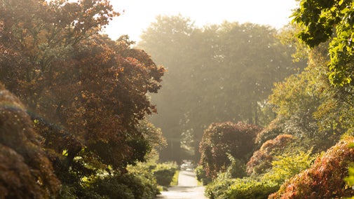 Hazey view of a gravel path with shrubs and trees each side. The trees are autumnal colours, reds, yellows and browns